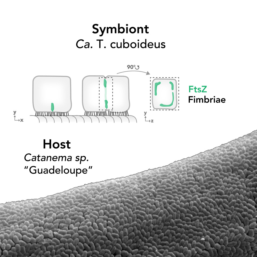 FtsZ-mediated fission of a cuboid bacterial symbiont FtsZ-mediated fission of a cuboid bacterial symbiont