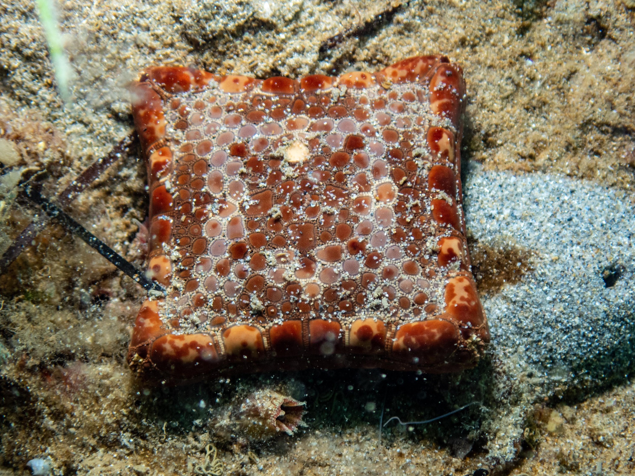 Tosia australis, imogenisunderwater Tosia australis, imogenisunderwater