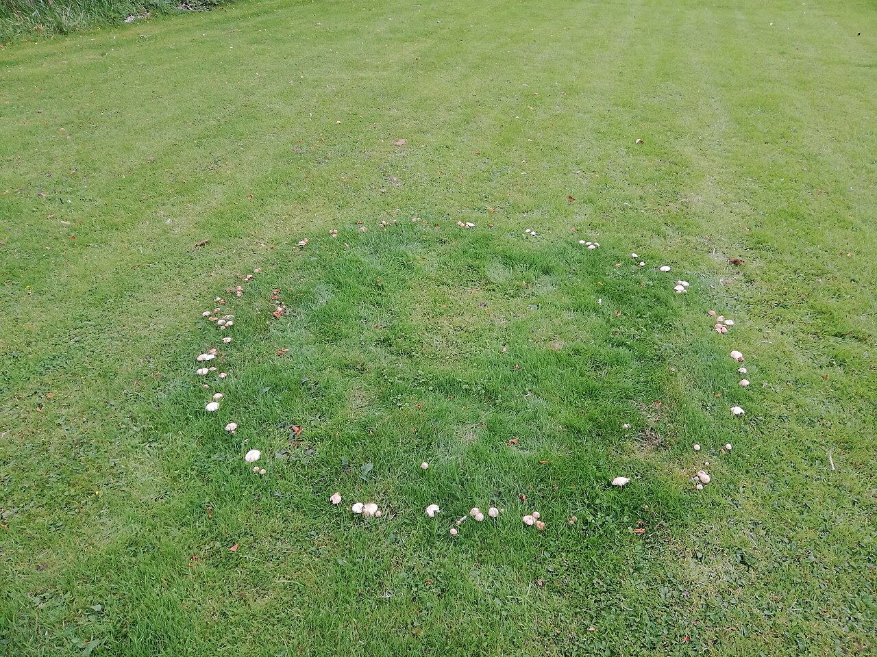 Marasmius oreades - a fairy ring - LukeEmski