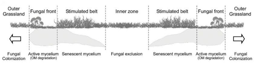 Coupe transversale d'un transect de cercle de fées fongique  fournissant une représentation visuelle de la distribution du tapis mycélien dans le sol, avec des flèches représentant la direction de croissance. Zotti et al., 2025