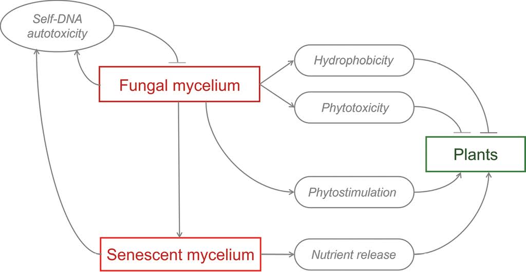 Schéma schématique des principaux processus fonctionnels des cercles de fées fongiques, Zotti et al., 2025