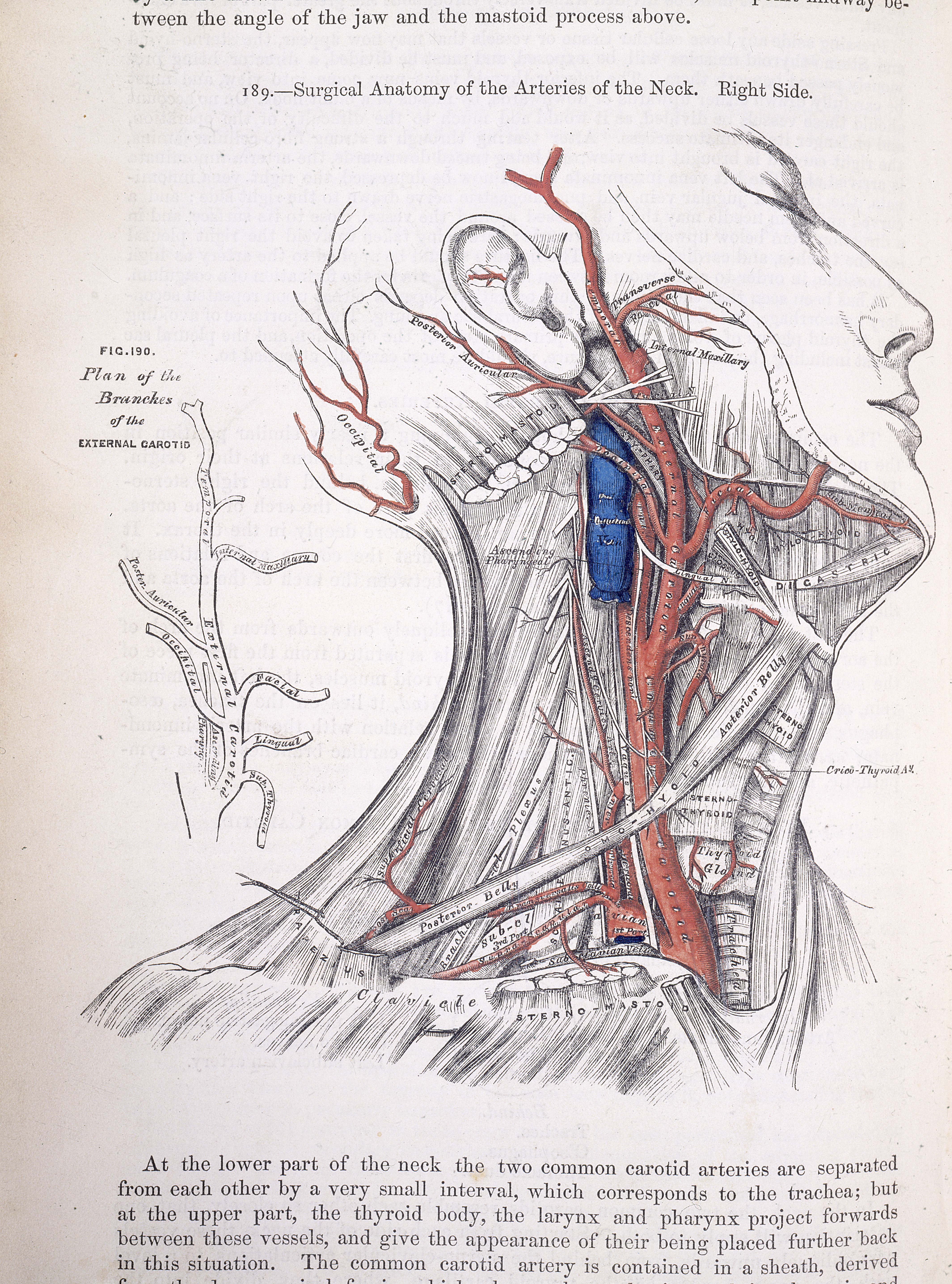 L0021983 H. Gray, Anatomie chirurgicale des artères. Crédit : Wellcome Library, Londres. Wellcome Images images@wellcome.ac.uk http://wellcomeimages.org « 189 – Anatomie chirurgicale des artères du cou. Côté droit » Texte imprimé avec illustration par : Henry Vandyke Carter Anatomie descriptive et chirurgicale Gray, Henry Publié en 1858 Œuvre protégée par le droit d'auteur, disponible sous licence Creative Commons Attribution uniquement (CC BY 4.0) http://creativecommons.org/licenses/by/4.0/ L0021983 H. Gray, Anatomie chirurgicale des artères. Crédit : Wellcome Library, Londres. Wellcome Images images@wellcome.ac.uk http://wellcomeimages.org « 189 – Anatomie chirurgicale des artères du cou. Côté droit » Texte imprimé avec illustration par : Henry Vandyke Carter Anatomie descriptive et chirurgicale Gray, Henry Publié en 1858 Œuvre protégée par le droit d'auteur, disponible sous licence Creative Commons Attribution uniquement (CC BY 4.0) http://creativecommons.org/licenses/by/4.0/