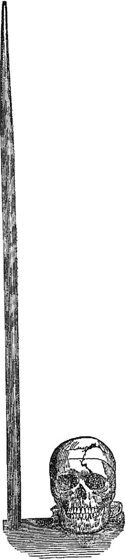 Vue du pilon et vue de face du crâne, montrant leur taille respective. Vue du pilon et vue de face du crâne, montrant leur taille respective.