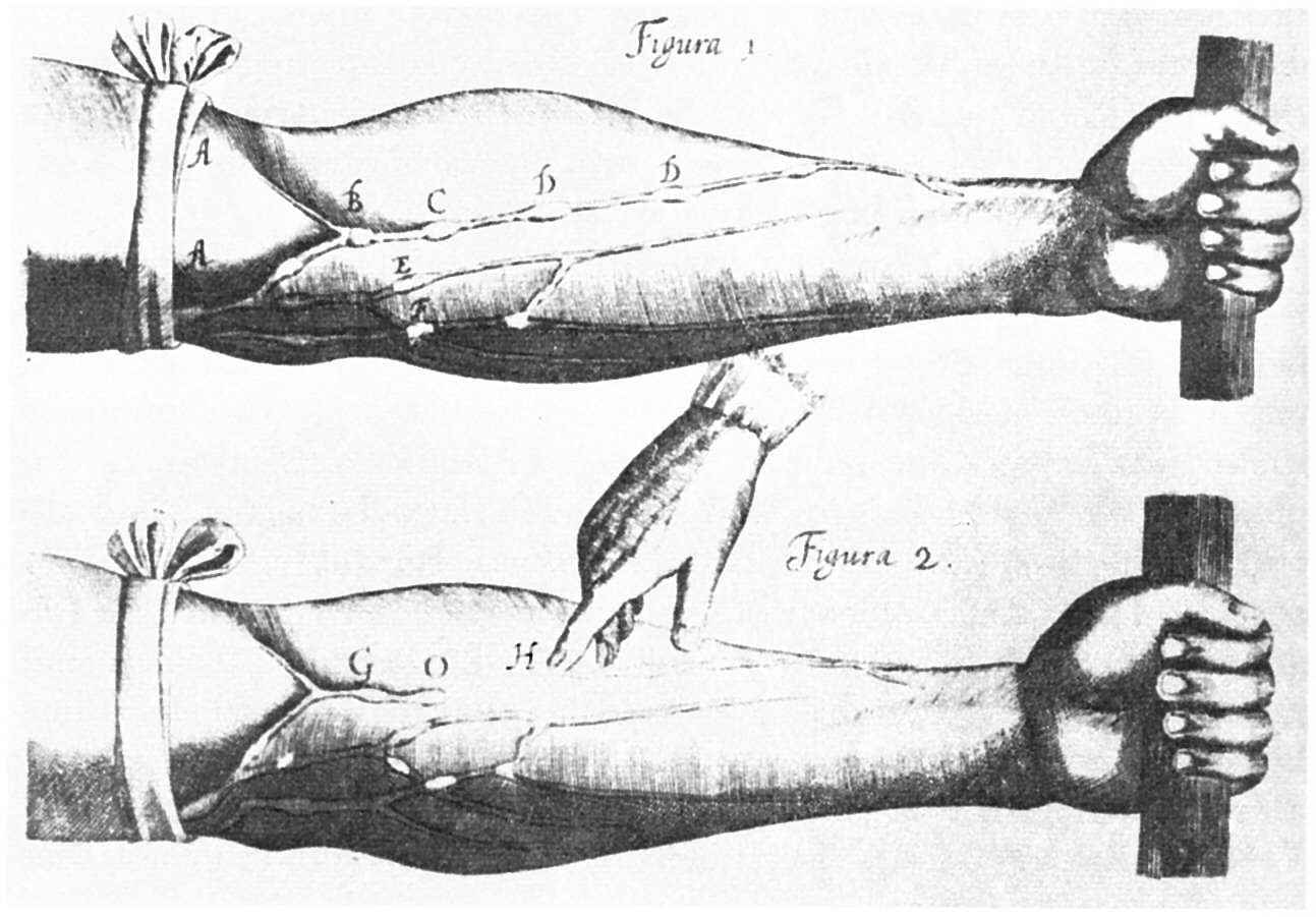 Une expérience tirée de l'ouvrage d'Harvey intitulé *Exercitatio Anatomica de Motu Cordis et Sanguinis in Animalibus* Une expérience tirée de l'ouvrage d'Harvey intitulé *Exercitatio Anatomica de Motu Cordis et Sanguinis in Animalibus*