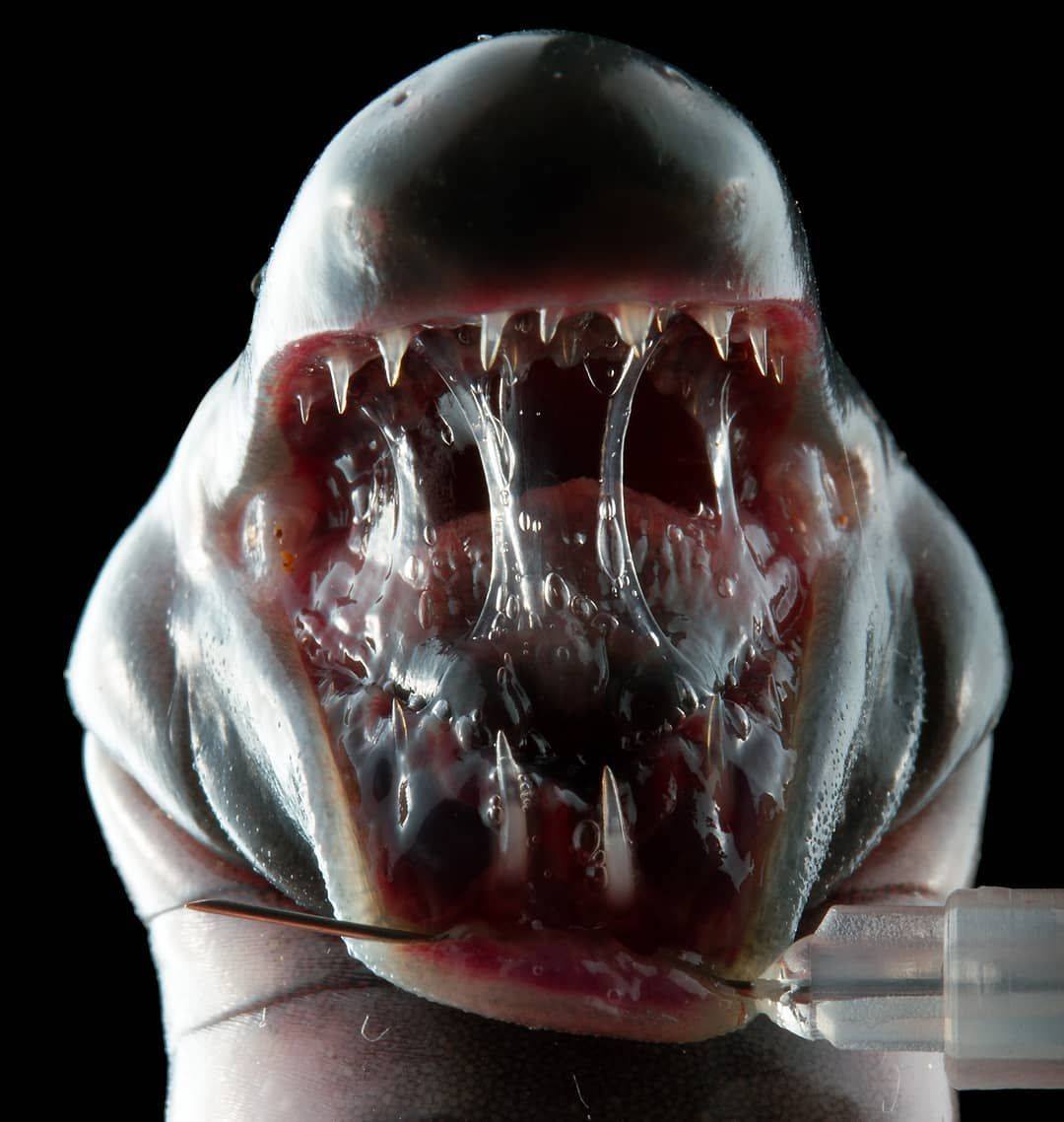 Caecilia pachynema. PHOTOGRAPHIE DE Alejandro Arteaga