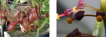 Nepenthes sp, la plus appréciée des collectionneurs pour sa facilité à hybrider les variétés