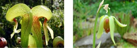 Darlingtonia californica, la plante Cobra qui trompe ses victimes par des fausses fenêtres lumineuses