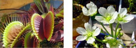 Dionaea muscipula, la celèbre "Vénus attrape-mouche