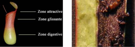 Nepenthes à zone glissante et poils de Sarracenia portant des cadavres d'insectes