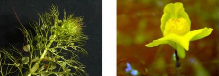 Utricularia australis, plante aquatique à pièges aspirants