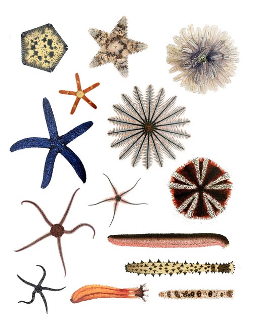 quintessence étoiles