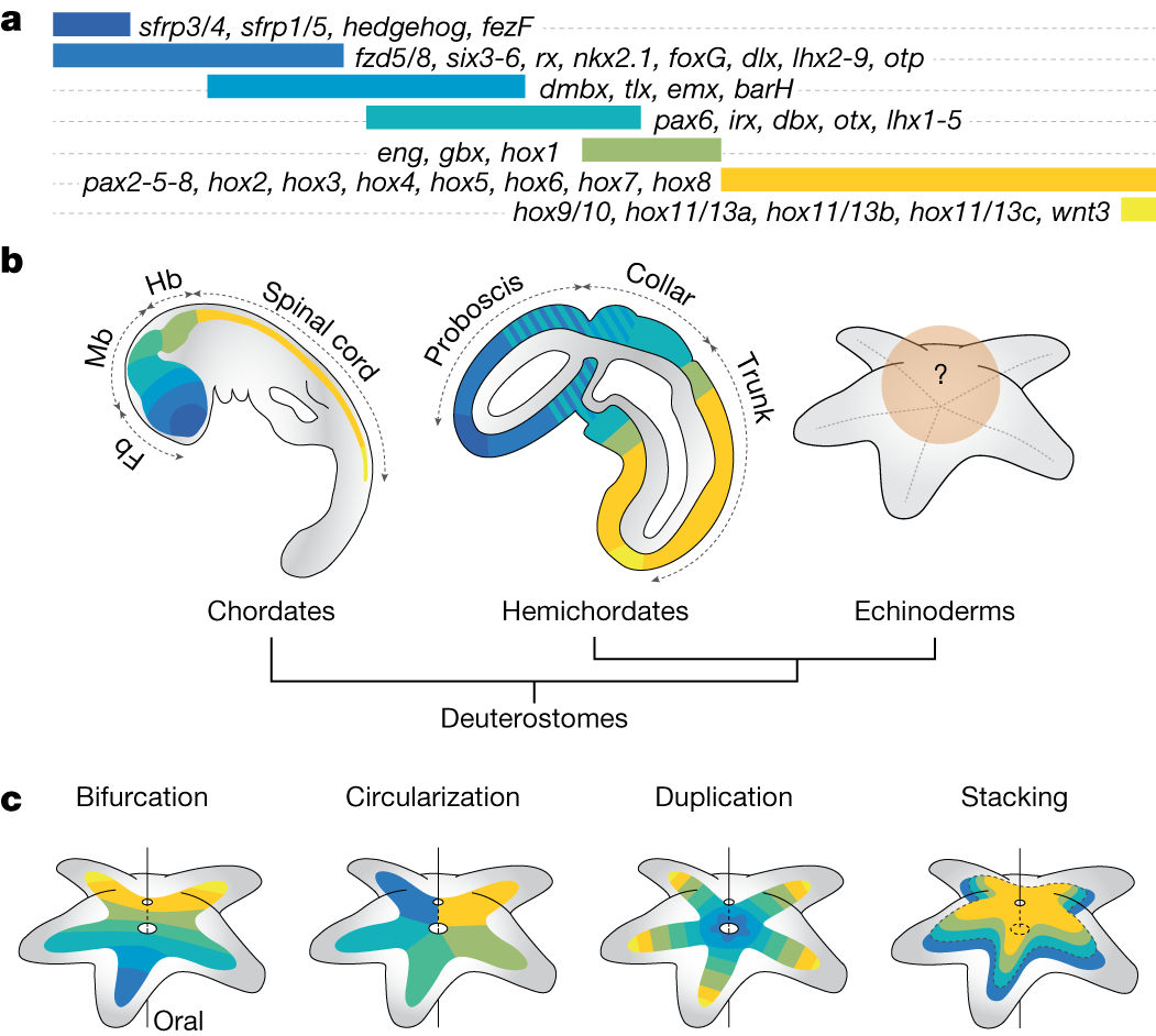 quintessence étoiles