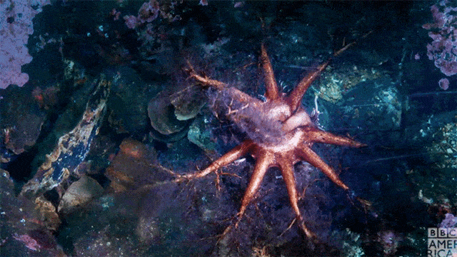 quintessence étoiles