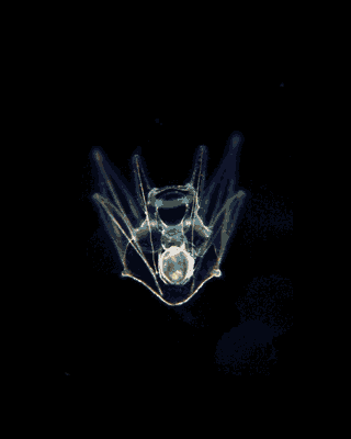 quintessence étoiles