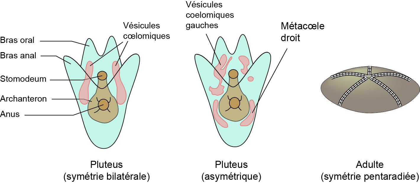 quintessence étoiles