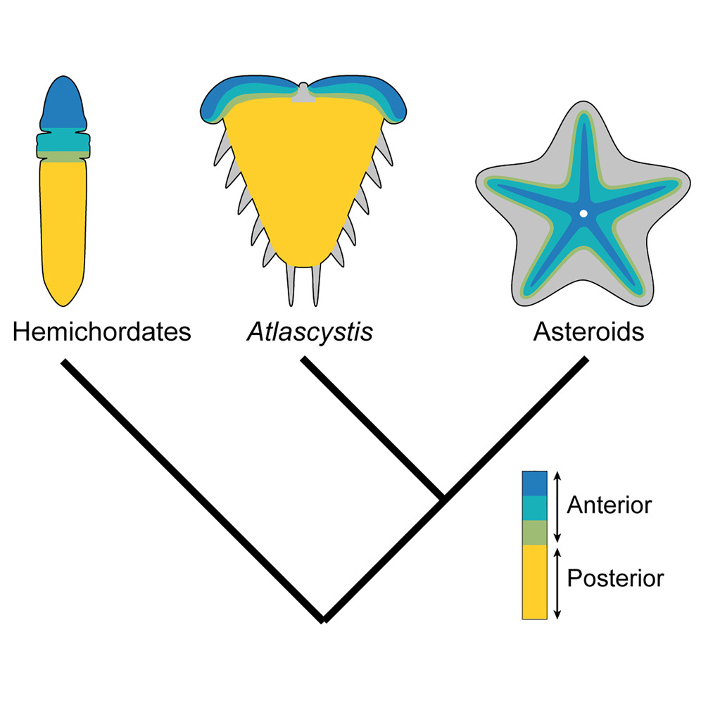 quintessence étoiles