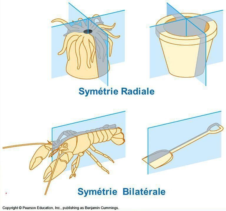 quintessence étoiles
