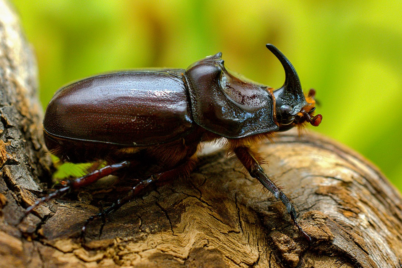 Rhinocéros