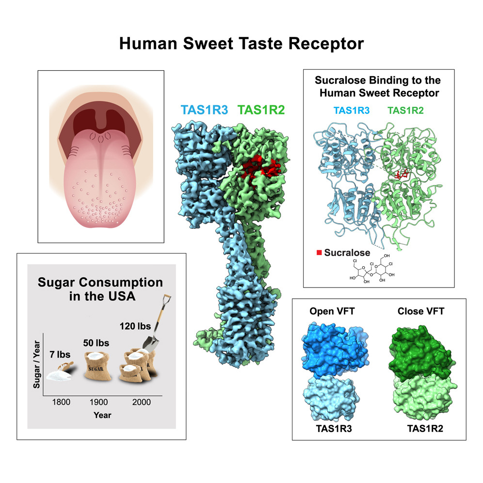 The structure of human sweetness The structure of human sweetness